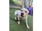 Adopt Elle a Pit Bull Terrier, Mixed Breed