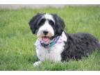 Adopt Madison 2024 a Bernese Mountain Dog, Poodle