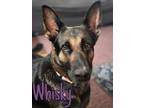 Adopt Whisky a German Shepherd Dog