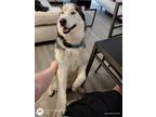 Adopt Gonzo a Black - with White Siberian Husky / Mixed dog in Mountain View
