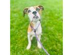 Adopt Pacey a Mixed Breed
