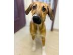 Adopt Clam a Mixed Breed