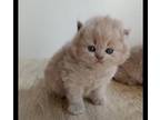 Pure Breed British Shorthair Kittens for Sale Girl