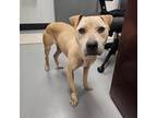 Adopt Almond a Mixed Breed