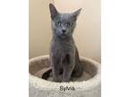 Adopt Sylvia (24-281) a Domestic Short Hair