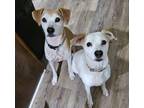 Adopt DELILAH a Jack Russell Terrier