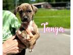 Adopt Tanya a Terrier