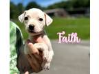 Adopt Faith a Terrier