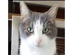 Adopt Jacob a Gray or Blue (Mostly) Domestic Shorthair (short coat) cat in