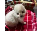 Japanese Chin Puppy for sale in Champlain, NY, USA
