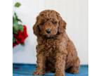 Mutt Puppy for sale in Copiague, NY, USA