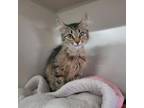Adopt Mary Kate a Domestic Long Hair