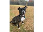 Adopt Sable a Black - with White Pit Bull Terrier / Mixed dog in Chalfont
