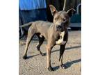 Adopt Tag a Gray/Blue/Silver/Salt & Pepper Pit Bull Terrier / Mixed dog in Horn