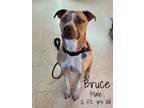 Adopt Bruce a Tan/Yellow/Fawn - with White Pit Bull Terrier / Mixed dog in