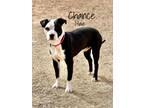 Adopt Chance a Black - with White Pit Bull Terrier / Mixed dog in Woodward