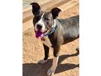 Adopt Georgie a Black - with White Pit Bull Terrier / Mixed dog in Woodward