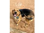 Adopt Lola a Brown/Chocolate - with Black Australian Shepherd / Bloodhound /