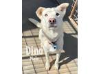 Adopt Dino a White Husky / Mixed dog in Woodward, OK (36723862)