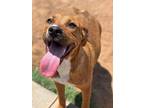 Adopt Buttercup a Brown/Chocolate - with White Bloodhound / Beagle / Mixed dog
