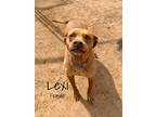 Adopt Lexi a Brown/Chocolate American Pit Bull Terrier / Mixed dog in Woodward