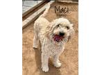 Adopt Macey a White Labradoodle / Mixed dog in Woodward, OK (36724537)