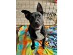 Adopt Beans a Black - with White Mixed Breed (Medium) / Mixed dog in Woodward
