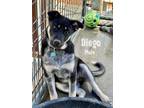 Adopt Diego a Black - with Tan, Yellow or Fawn Cattle Dog / Mixed dog in