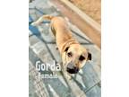 Adopt Gorda a Tan/Yellow/Fawn Mixed Breed (Medium) / Mixed dog in Woodward