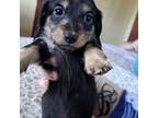 Dachshund Puppy for sale in Deepwater, MO, USA