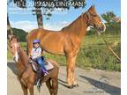 Kid Lesson Tennessee Walking Horse Gelding