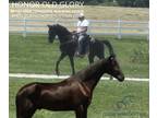 Field Trial Prospect Tennessee Walking Horse Gelding