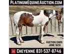 Fancy Paint, Ranch or Trail Horse, Family Safe! Go to www.PlatinumEquineAucti...