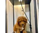 Poodle (Toy) Puppy for sale in Nazareth, PA, USA
