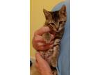 Adopt Luna a Brown Tabby Domestic Shorthair / Mixed (short coat) cat in Ocala