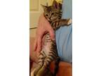 Adopt Duke a Tan or Fawn Tabby Domestic Shorthair / Mixed (short coat) cat in