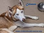Adopt Calamus a Brown/Chocolate - with Tan Siberian Husky / Mixed dog in