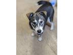 Adopt Kala a Akita / Husky dog in Mission, TX (34139198)