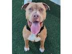 Adopt Found stray: Twila a Pit Bull Terrier