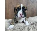 Adopt Xenon a American Staffordshire Terrier, Boxer