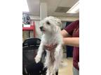 Adopt 56049240 a Terrier, Mixed Breed