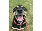 Adopt Lucy a Rottweiler, Mixed Breed