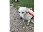 Adopt Ellie a Great Pyrenees, Mixed Breed
