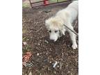 Adopt Peach a Great Pyrenees, Mixed Breed
