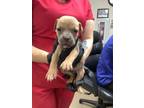 Adopt Pup 2 a Pit Bull Terrier, Mixed Breed