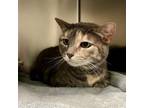 Adopt Cleary a Domestic Short Hair