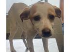 Adopt Lorelei a Parson Russell Terrier, Mixed Breed