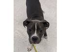 Adopt *Penny* a Pit Bull Terrier