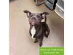 Adopt Madeline a American Staffordshire Terrier