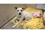 Adopt Tilly a Cattle Dog, Mixed Breed
